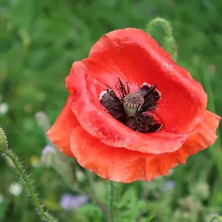 Buitenhuis 't Beekdal * Rijsbergen