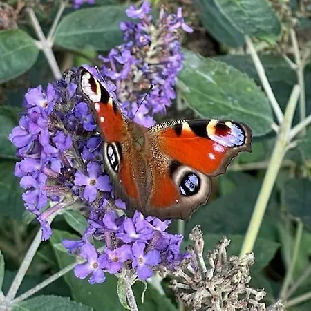 Buitenhuis 't Beekdal Vakantiehuis Rijsbergen