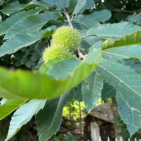 Vakantiehuis Buitenhuis 't Beekdal
