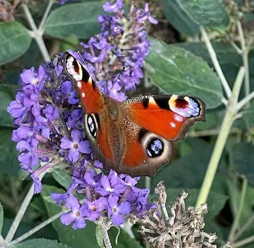 Buitenhuis 't Beekdal Σπίτι διακοπών Rijsbergen