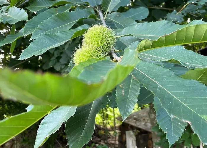 Σπίτι διακοπών Buitenhuis 't Beekdal