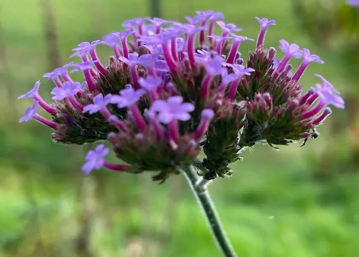 Buitenhuis 't Beekdal