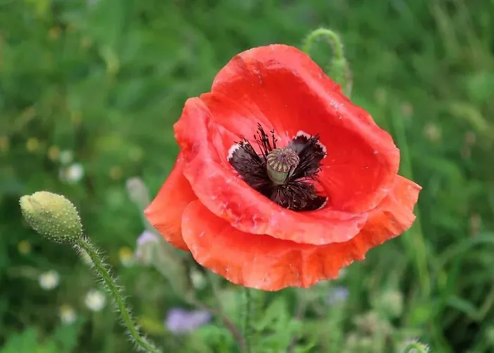 Buitenhuis 't Beekdal * Rijsbergen